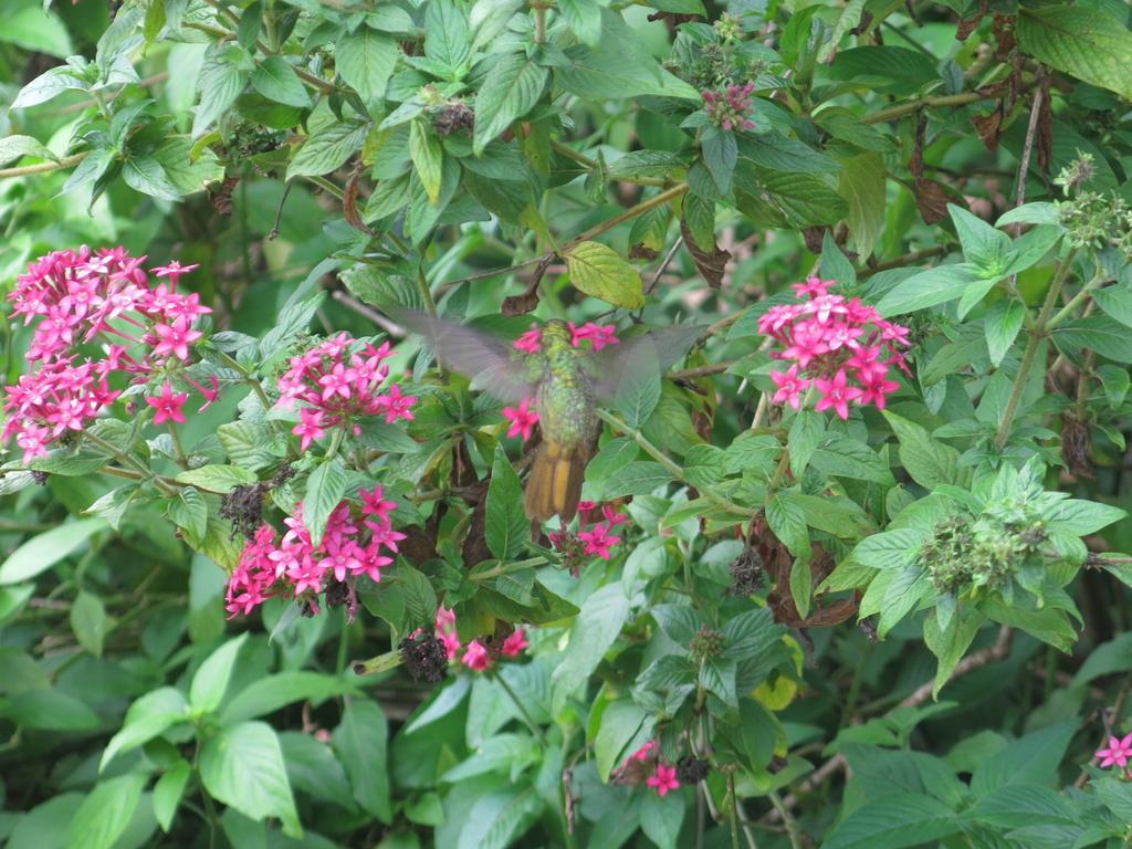 Hostel Y Posada Colibri Puerto Iguazú Kültér fotó